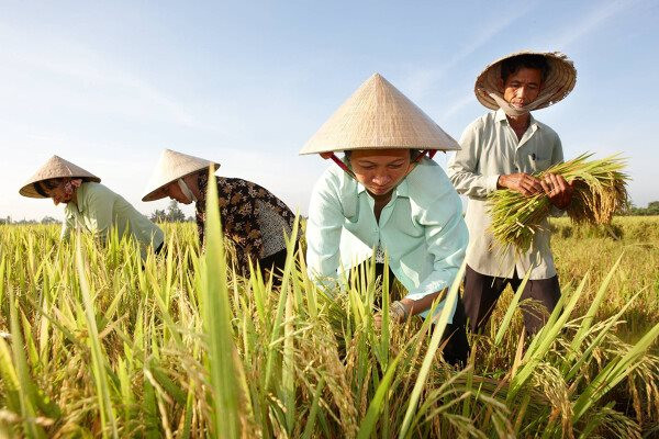 Xuất khẩu một mặt hàng chủ lực của Việt Nam trong tháng 3/2023 tăng đột biến 93,5% so với 2022, thu về gần 509 triệu USD, Trung Quốc và Philipines ồ ạt mua vào - Ảnh 3.