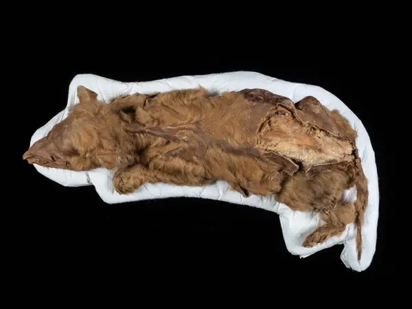 Phát hiện xác ướp kỳ lạ được bảo quản hoàn hảo trong hơn 30.000 năm  - Ảnh 3.