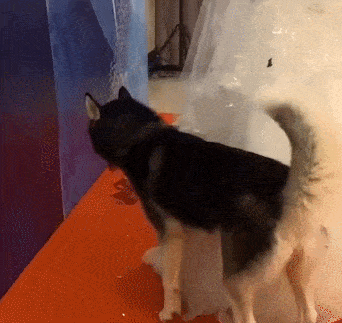 Tin tưởng để chó Husky giao nhẫn trong ngày cưới, chủ nhân tăng xông với màn thực hành của chó cưng - Ảnh 3.