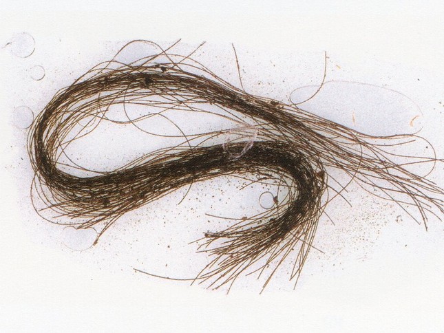 Sợi tóc 3.000 năm tiết lộ một sự thật về người châu Âu cổ đại - Ảnh 1.