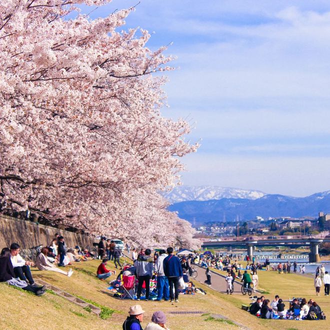 Người Việt sang Nhật du lịch cao kỷ lục để ngắm mùa hoa anh đào, cùng lịch trình tháng 5 nếu chưa sợ muộn - Ảnh 2.