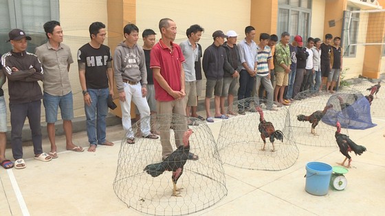 Triệt phá trường gà ở Đắk Lắk - Ảnh 1.