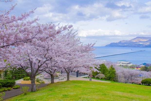 Người Việt sang Nhật du lịch cao kỷ lục để ngắm mùa hoa anh đào, cùng lịch trình tháng 5 nếu chưa sợ muộn - Ảnh 6.