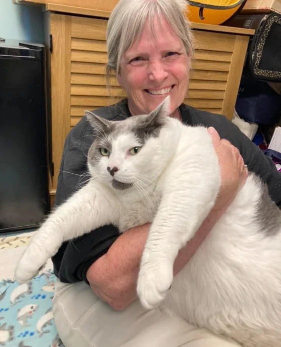 Bé mèo khổng lồ nặng gần 20kg: Khiến người ta yêu luôn từ cái nhìn đầu tiên, nguyện rước về để luyện ăn kiêng giảm cân sang chảnh - Ảnh 2.