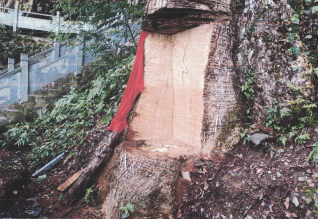 Loài cây quý hiếm 2.600 năm tuổi: Cành lá rụng xuống được mang về thờ, 11 đối tượng bị kết án vì khoét trộm gỗ từ thân cây - Ảnh 1.