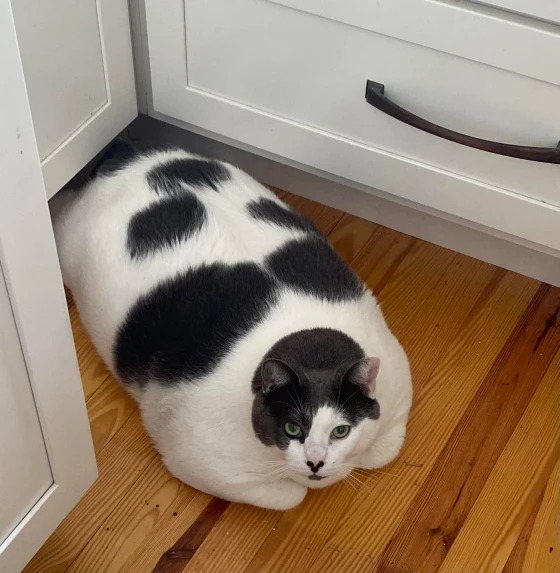 Bé mèo khổng lồ nặng gần 20kg: Khiến người ta yêu luôn từ cái nhìn đầu tiên, nguyện rước về để luyện ăn kiêng giảm cân sang chảnh - Ảnh 1.
