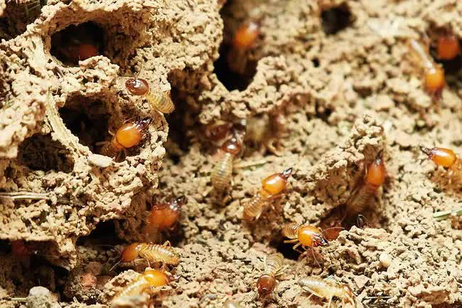 Loài vật nhỏ bằng con kiến nhưng đe dọa cả một con đập ở Trung Quốc: Có sức mạnh “ăn mòn” sắt thép, gây thiệt hại hàng triệu USD - Ảnh 4.