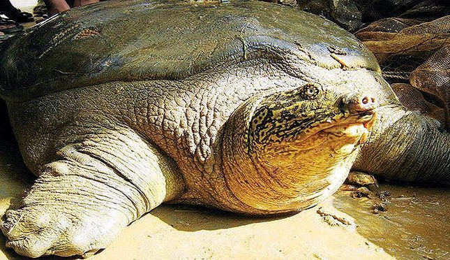 Rùa Hoàn Kiếm chết là đòn giáng mạnh vào nỗ lực bảo tồn - Ảnh 2.