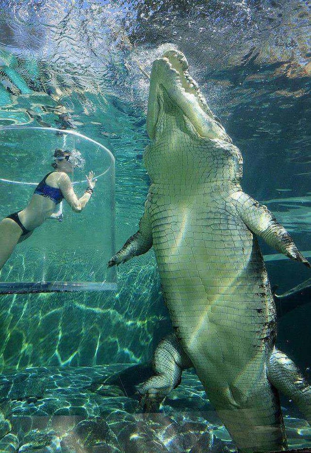 Nếu cá sấu và cá mập trắng lớn gặp nhau, loài nào sẽ sống sót cuối cùng? - Ảnh 4.