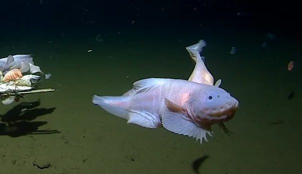 Phát hiện loài cá sống ở độ sâu hơn 8.300 m dưới đáy biển - Ảnh 1.