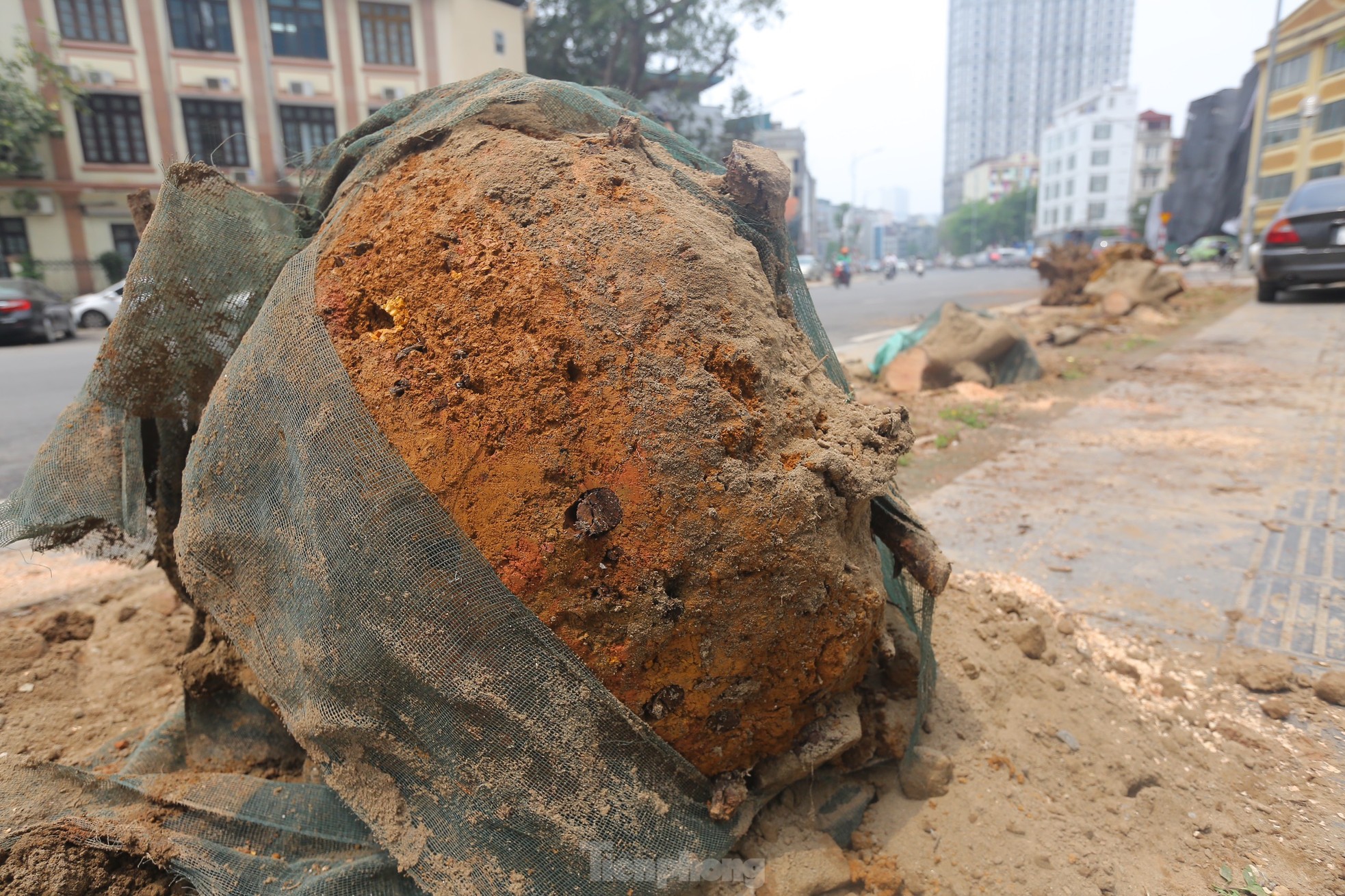 Hà Nội: Nhổ bỏ hàng cây tiền tỷ chết khô trên đường Huỳnh Thúc Kháng kéo dài - Ảnh 8.