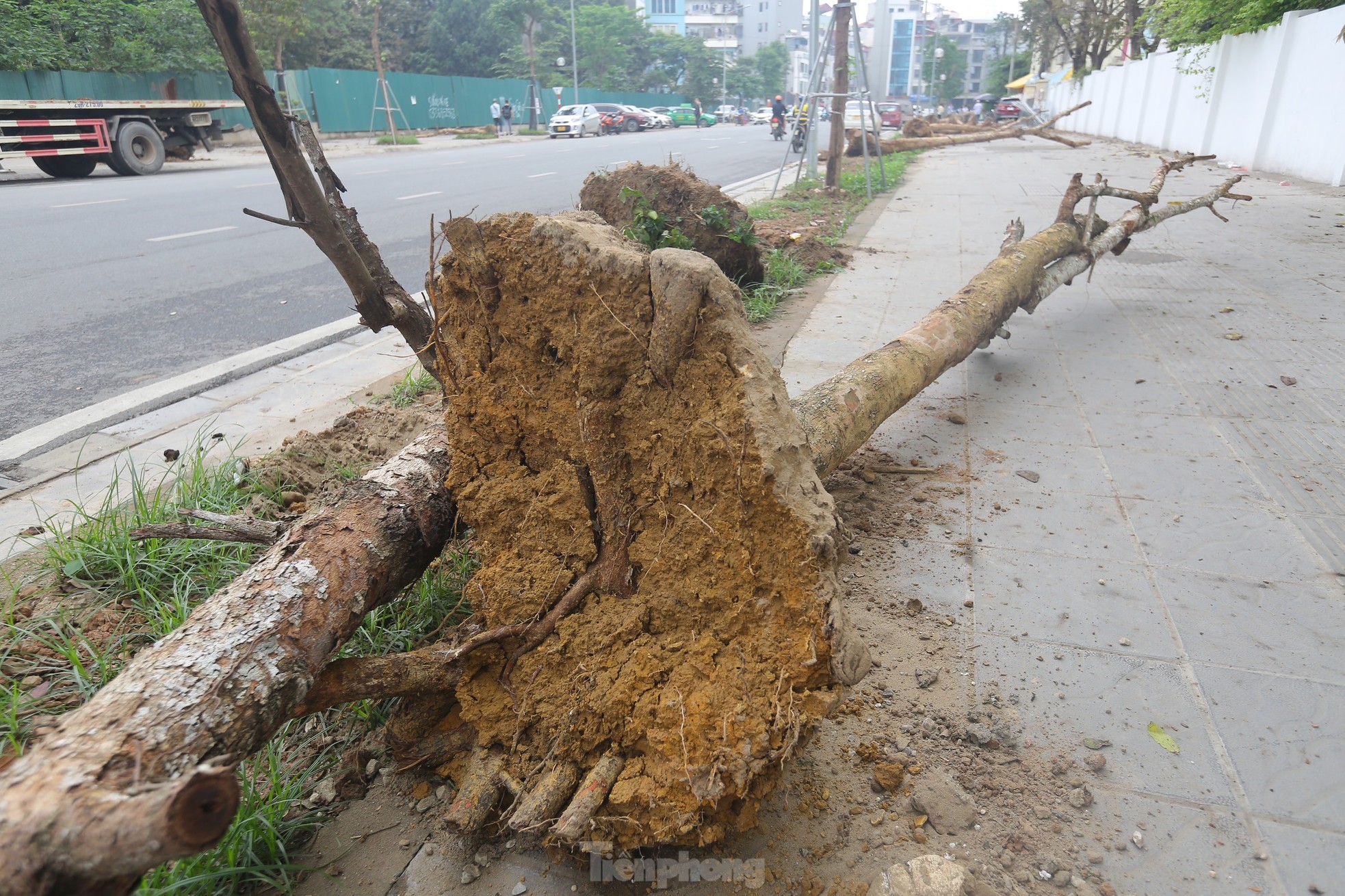 Hà Nội: Nhổ bỏ hàng cây tiền tỷ chết khô trên đường Huỳnh Thúc Kháng kéo dài - Ảnh 6.