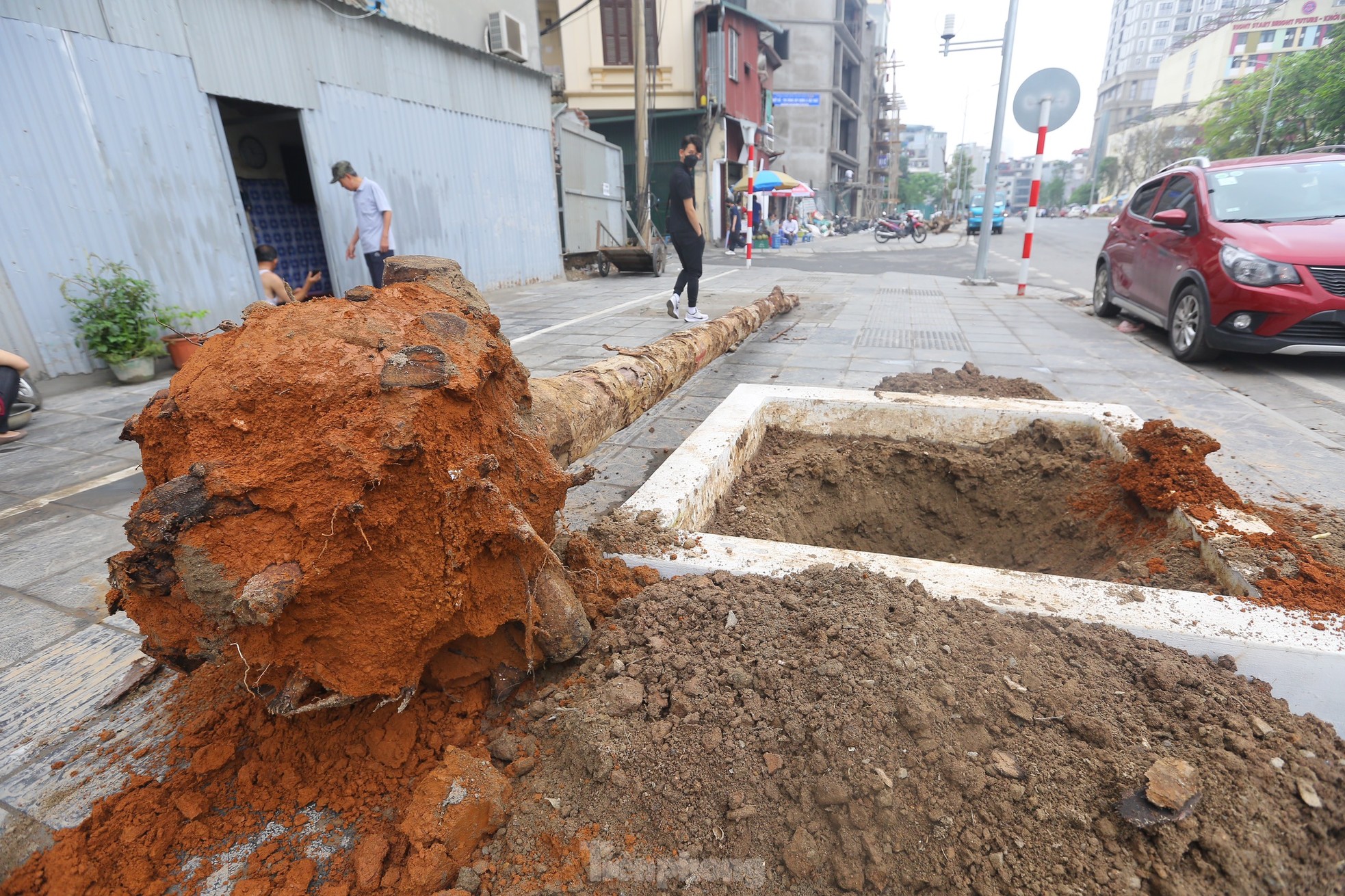Hà Nội: Nhổ bỏ hàng cây tiền tỷ chết khô trên đường Huỳnh Thúc Kháng kéo dài - Ảnh 5.