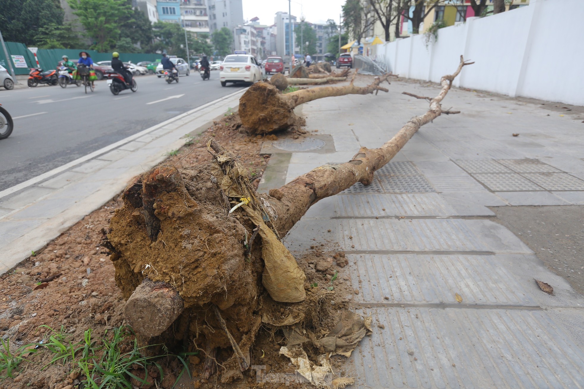 Hà Nội: Nhổ bỏ hàng cây tiền tỷ chết khô trên đường Huỳnh Thúc Kháng kéo dài - Ảnh 3.