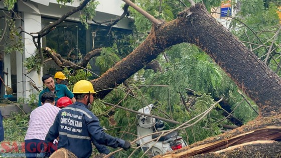 Cây xanh trong Trường THCS Trần Văn Ơn bật gốc: Có ít nhất 5 người bị thương, trong đó 1 phụ nữ mang thai - Ảnh 4.