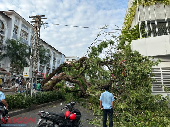 Cây xanh trong Trường THCS Trần Văn Ơn bật gốc: Có ít nhất 5 người bị thương, trong đó 1 phụ nữ mang thai - Ảnh 3.