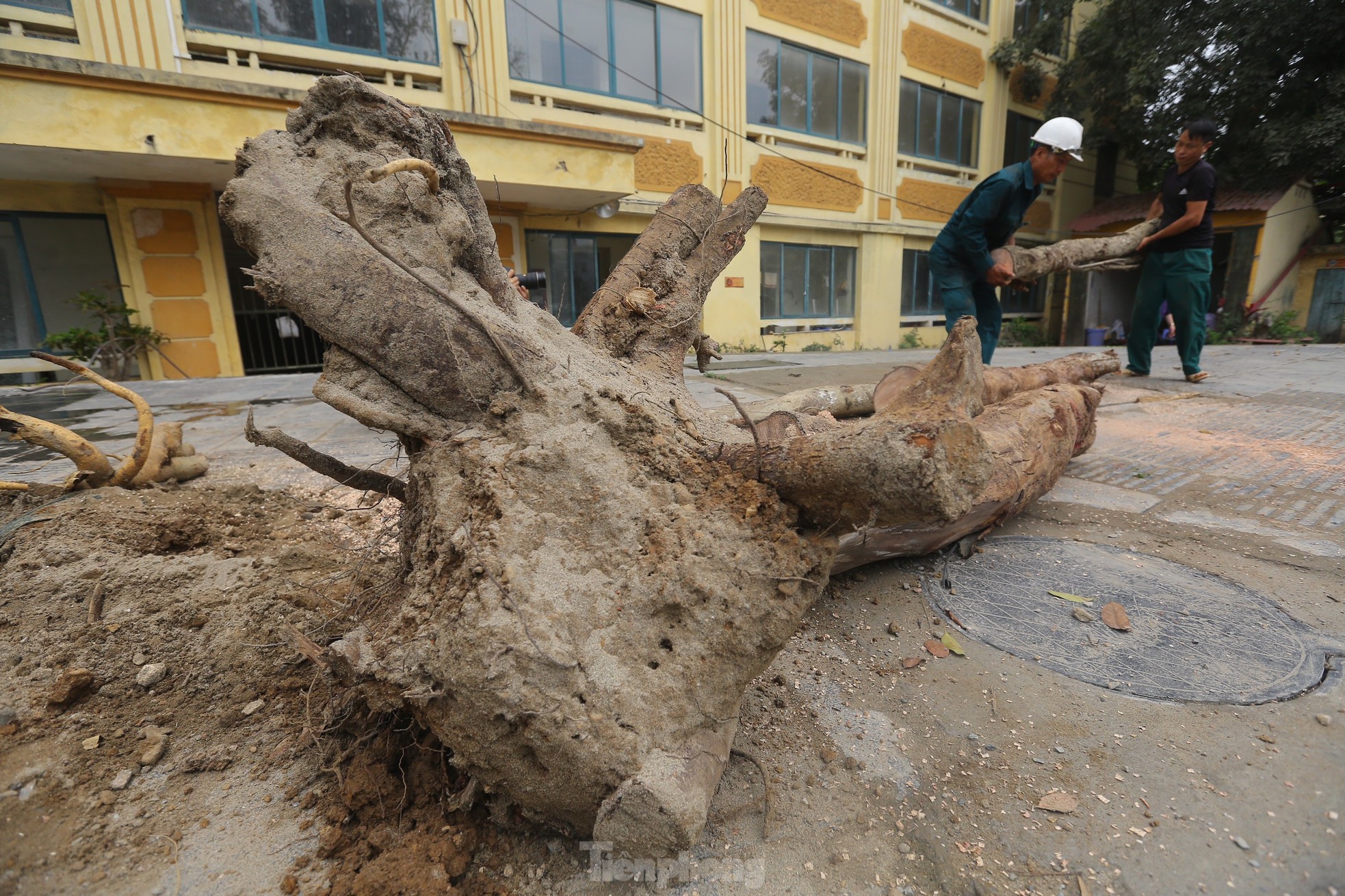 Hà Nội: Nhổ bỏ hàng cây tiền tỷ chết khô trên đường Huỳnh Thúc Kháng kéo dài - Ảnh 15.