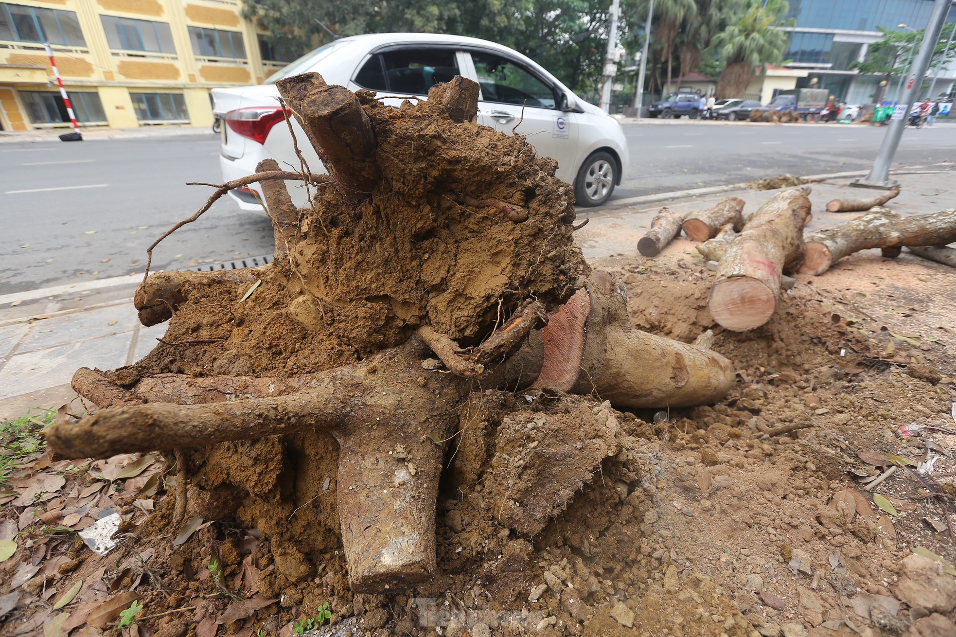 Hà Nội: Nhổ bỏ hàng cây tiền tỷ chết khô trên đường Huỳnh Thúc Kháng kéo dài - Ảnh 12.