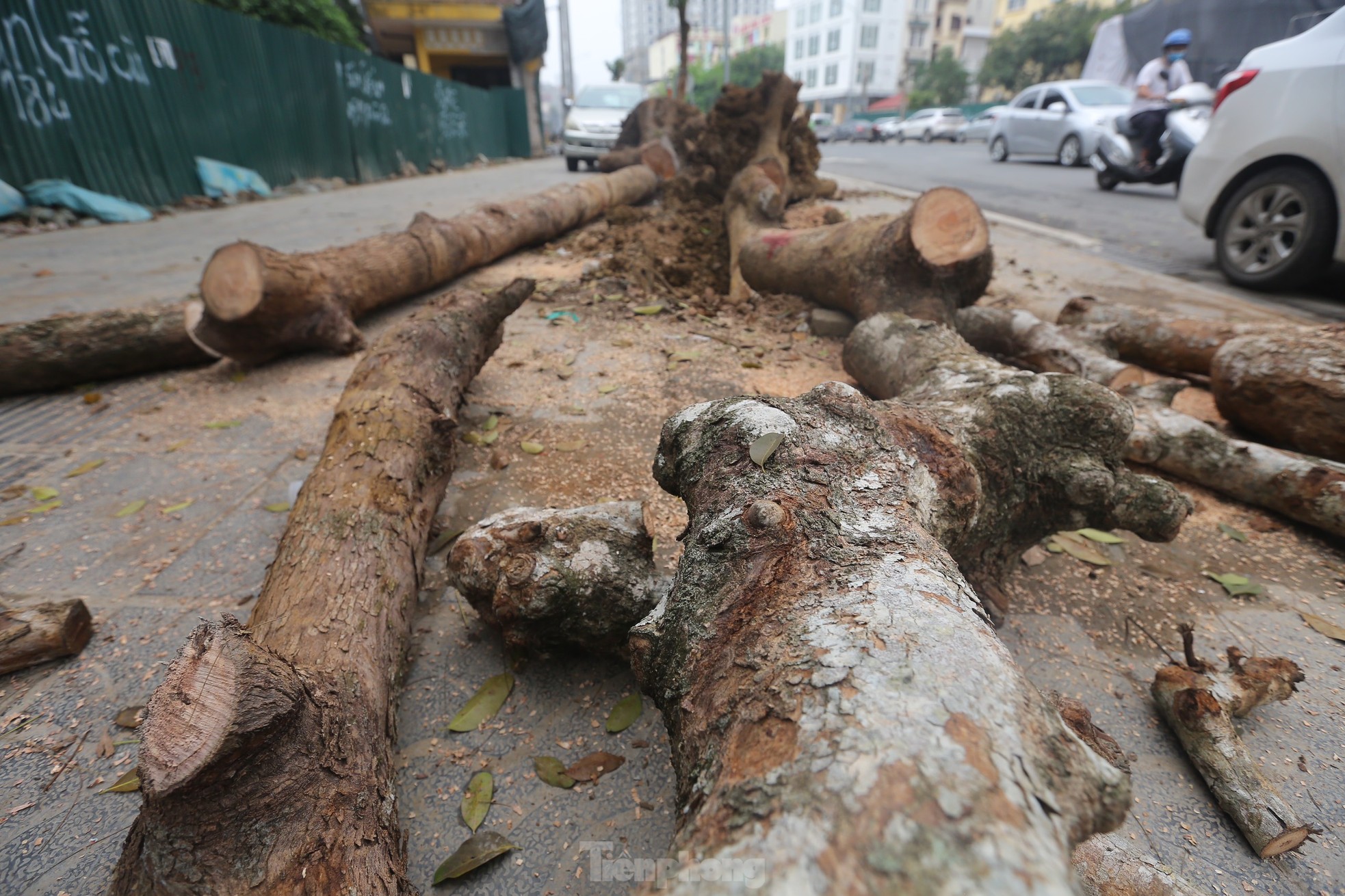 Hà Nội: Nhổ bỏ hàng cây tiền tỷ chết khô trên đường Huỳnh Thúc Kháng kéo dài - Ảnh 11.