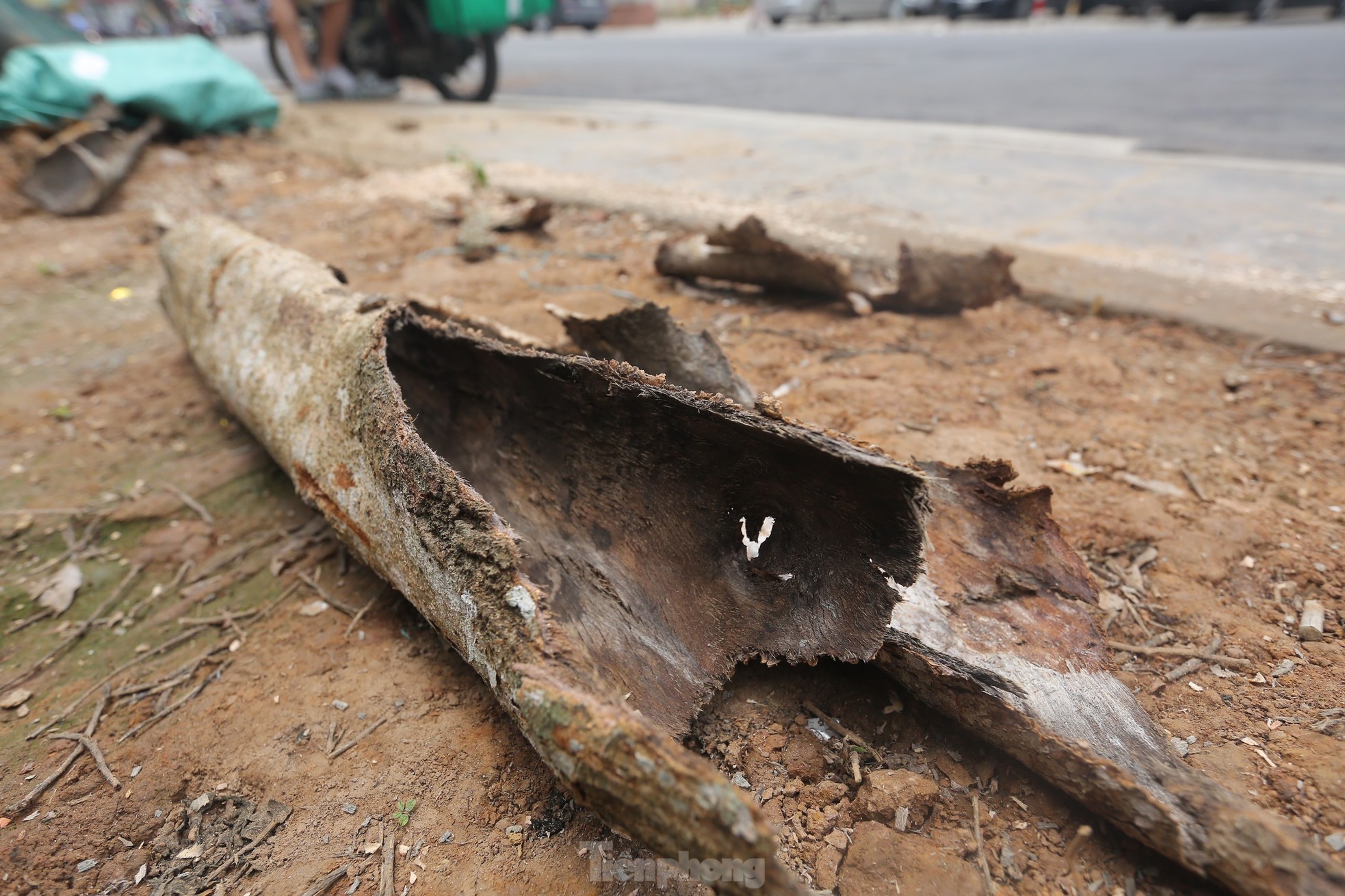Hà Nội: Nhổ bỏ hàng cây tiền tỷ chết khô trên đường Huỳnh Thúc Kháng kéo dài - Ảnh 10.