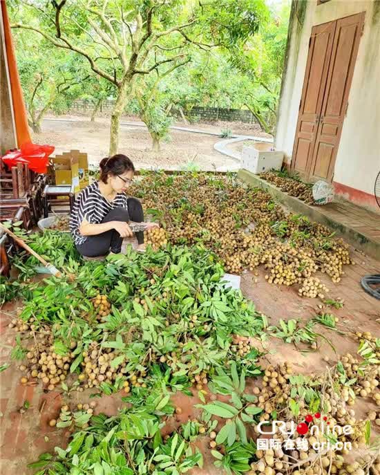 Xuất khẩu đặc sản vương giả sang Trung Quốc: Nông dân Việt Nam thắng lớn, lãi đậm - một vườn thu về gần 2 tỉ đồng - Ảnh 2.