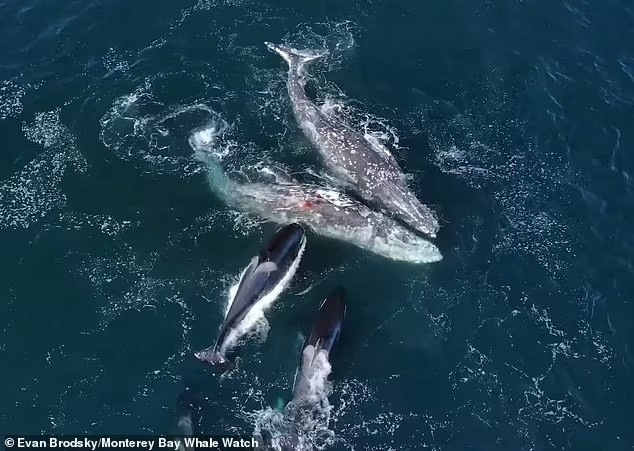 Khoảnh khắc cặp cá voi xám bị 30 con cá voi sát thủ tấn công - Ảnh 6.