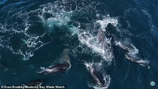 Khoảnh khắc cặp cá voi xám bị 30 con cá voi sát thủ tấn công - Ảnh 4.