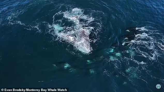 Khoảnh khắc cặp cá voi xám bị 30 con cá voi sát thủ tấn công - Ảnh 2.