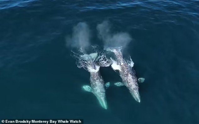 Khoảnh khắc cặp cá voi xám bị 30 con cá voi sát thủ tấn công - Ảnh 1.
