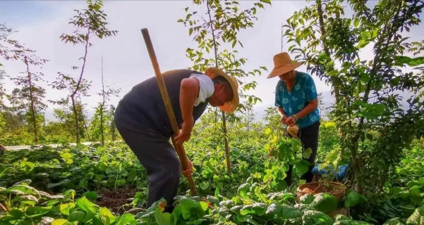 Bán nhà 27 tỷ đồng ở thành phố để về quê “trồng rau và nuôi thêm cá” tôi nhận ra ở phố hay ở quê thì cũng phải có tiền mới “dễ thở” - Ảnh 4.