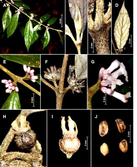 Công bố phát hiện 2 loài thực vật mới tại Vườn quốc gia Vũ Quang - Ảnh 1.