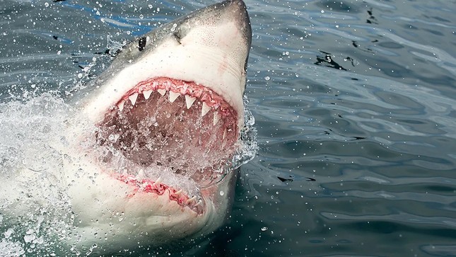 Vụ cá mập tấn công người khủng khiếp nhất trong lịch sử - Ảnh 3.