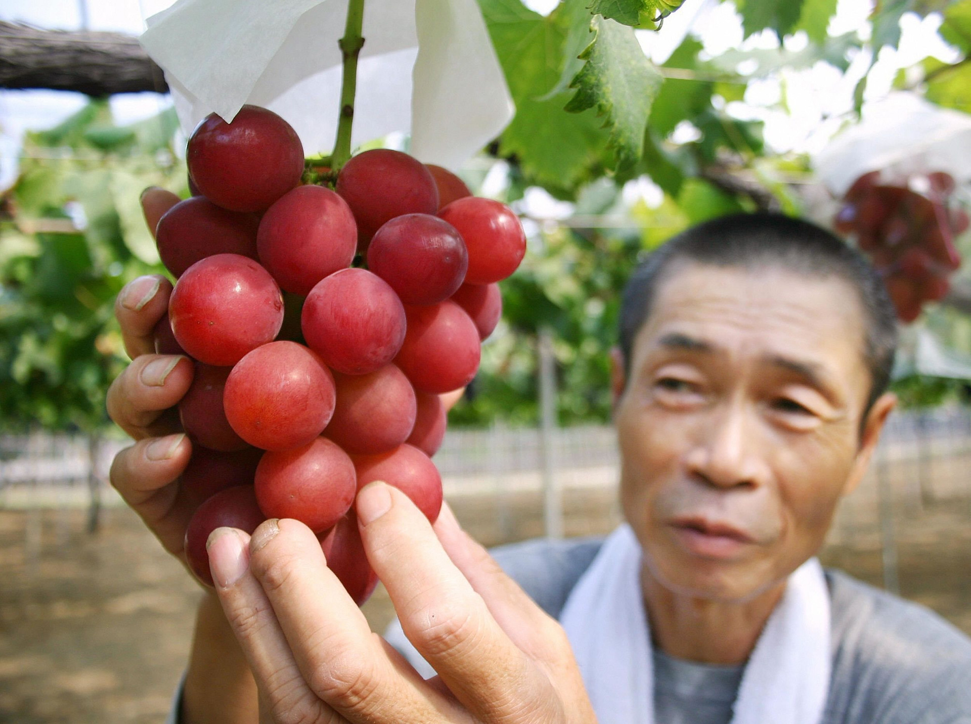 Cây mọc ra “hồng ngọc”, giới nhà giàu bỏ ra hàng trăm triệu đồng để thưởng thức tinh hoa - Ảnh 1.