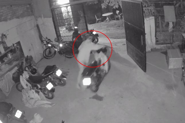 [CLIP] Trộm đột nhập, chốt cửa nhà dân lấy 3 xe máy lúc rạng sáng - Ảnh 1.