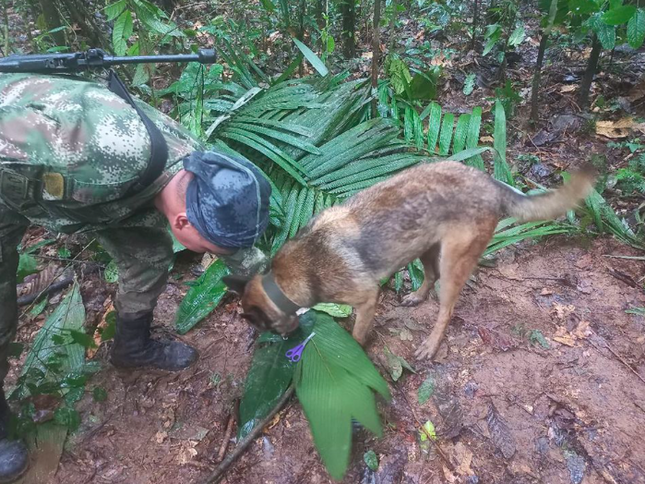 Tổng thống Colombia rút thông báo tìm thấy bốn đứa trẻ sống sót trong rừng sau tai nạn máy bay - Ảnh 1.