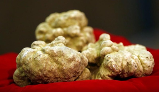 Loại nấm được ví là ‘kim cương ẩm thực’, lọt top thực phẩm đắt nhất thế giới: Có lợi gì cho sức khỏe? - Ảnh 2.