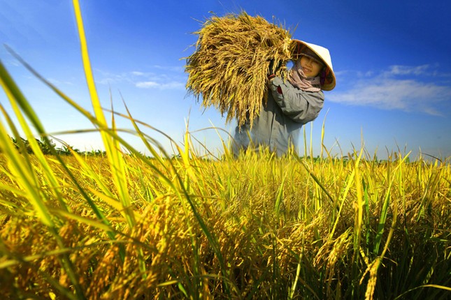 Gặt lúa giữa trời nóng trên 40 độ C, người đàn ông đột ngột ngất xỉu, co giật - Ảnh 1.