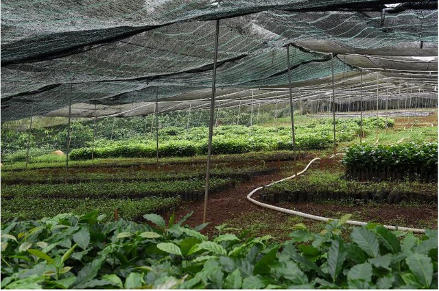 Một loại nông sản của Việt Nam có thể đổi vận, nhiều nước muốn học theo - Ảnh 2.