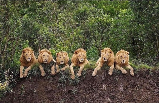 10 con sư tử biến mất trong một cuộc xung đột - Ảnh 1.