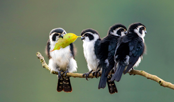 Loài chim săn mồi nhỏ nhất thế giới: Sát thủ ngoại hình đáng yêu, một đêm săn 10 cá thể - Ảnh 3.