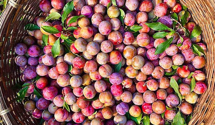 Loại quả mùa hè bán khắp phố lại là thuốc khoẻ đại tràng, xương khớp - Ảnh 1. Loại quả mùa hè bán khắp phố lại là thuốc khoẻ đại tràng, xương khớp - Ảnh 1.