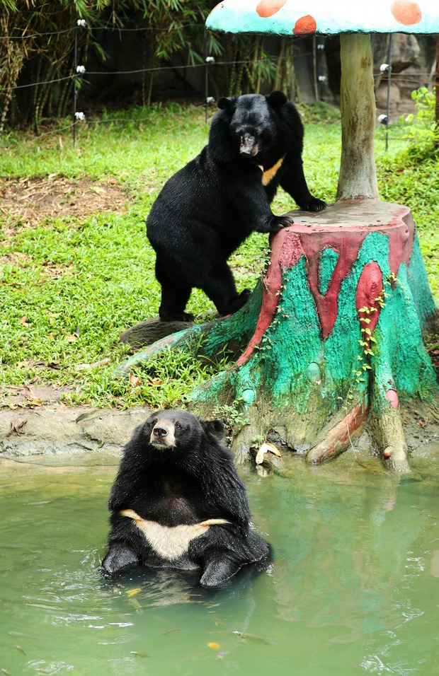 Muốn xem gấu đen ở Việt Nam cần đến những nơi nào? - Ảnh 12.