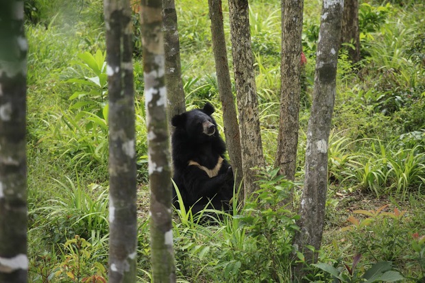Muốn xem gấu đen ở Việt Nam cần đến những nơi nào? - Ảnh 11.