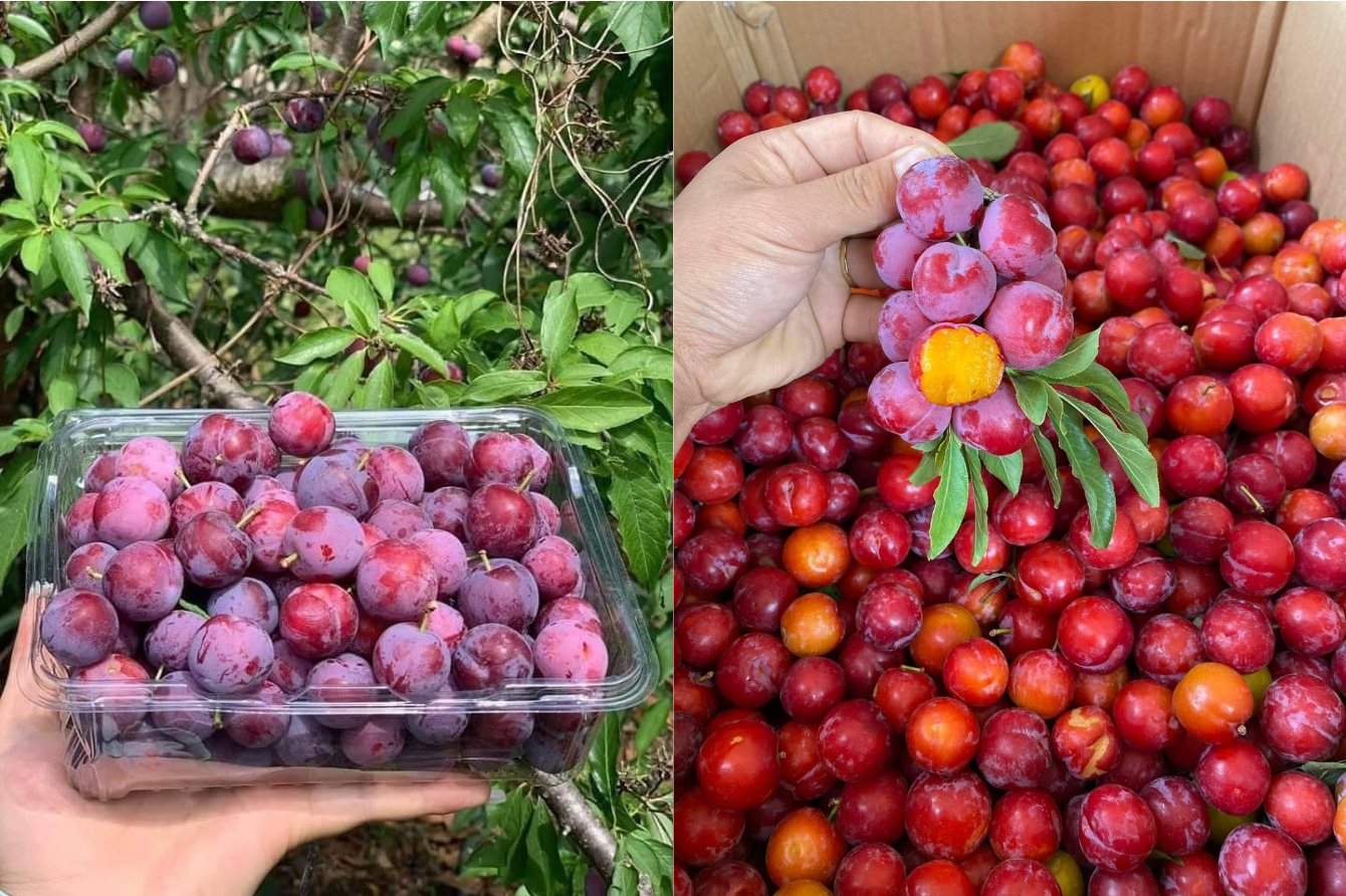 Cherry Việt đổ bộ thị trường, giá rẻ siêu đắt khách - Ảnh 3.