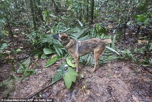 Ảnh: Quá trình tìm kiếm 4 em nhỏ sống sót thần kỳ suốt 40 ngày mất tích trong rừng sâu ở Colombia - Ảnh 9.
