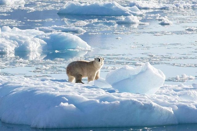 Bắc Cực có thể chứng kiến mùa hè không băng - Ảnh 1.
