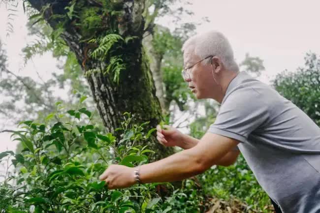 Cụ ông ẩn cư trong rừng sâu 20 năm, mang tiếng khùng để làm nên thứ đặc sản có giá hàng tỷ đồng - Ảnh 1.