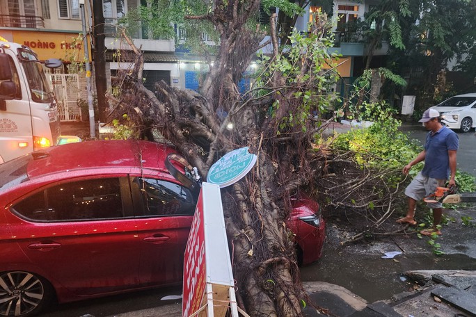 Cây Si bật gốc đè ôtô 4 chỗ ở TP Thủ Đức - Ảnh 1. Cây Si bật gốc đè ôtô 4 chỗ ở TP Thủ Đức - Ảnh 1.