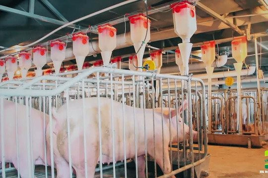 Hàng trăm nghìn chú lợn đi thang máy, ăn “cơm văn phòng” ở Trung Quốc và bài học cho Tập đoàn muốn làm “khách sạn lợn” đầu tiên ở Việt Nam - Ảnh 1.