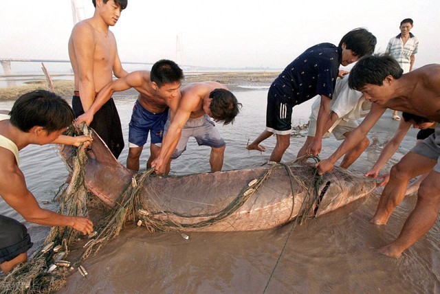 Con cá to nhất trong thiên đường cá của Trung Quốc lớn cỡ nào? - Ảnh 2.